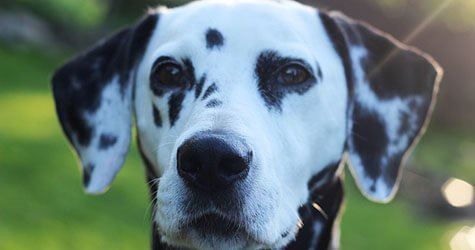 Test De Chiens Quel Race De Chien Est Faite Pour Moi