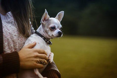 Test De Chiens Quel Race De Chien Est Faite Pour Moi